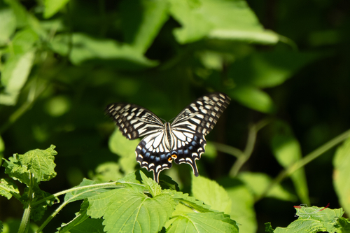 Chinese Yellow Swallowtail