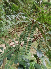 Sophora chathamica