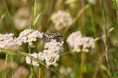 Aeoloplides fuscipes