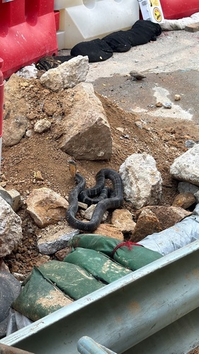 Northern King Cobra, Hong Kong Island, Shau Kei Wan, Hong Kong Island, HK, photo 5 of 10