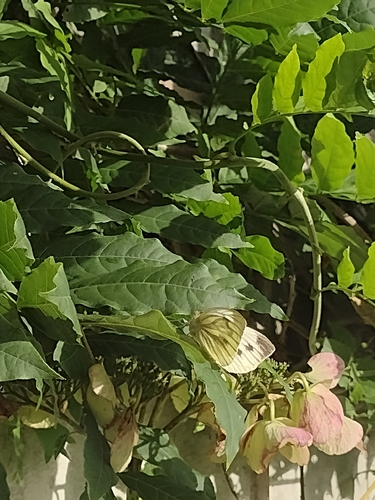 Green-veined White