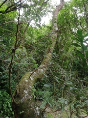 Sophora chathamica