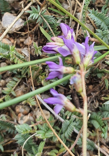 Veronica pinnata, photograph 3
