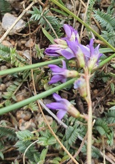 Veronica pinnata, photograph (c) Urgamal Magsar, some rights reserved (CC BY)