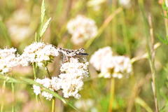 Aeoloplides fuscipes