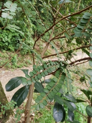 Sophora chathamica