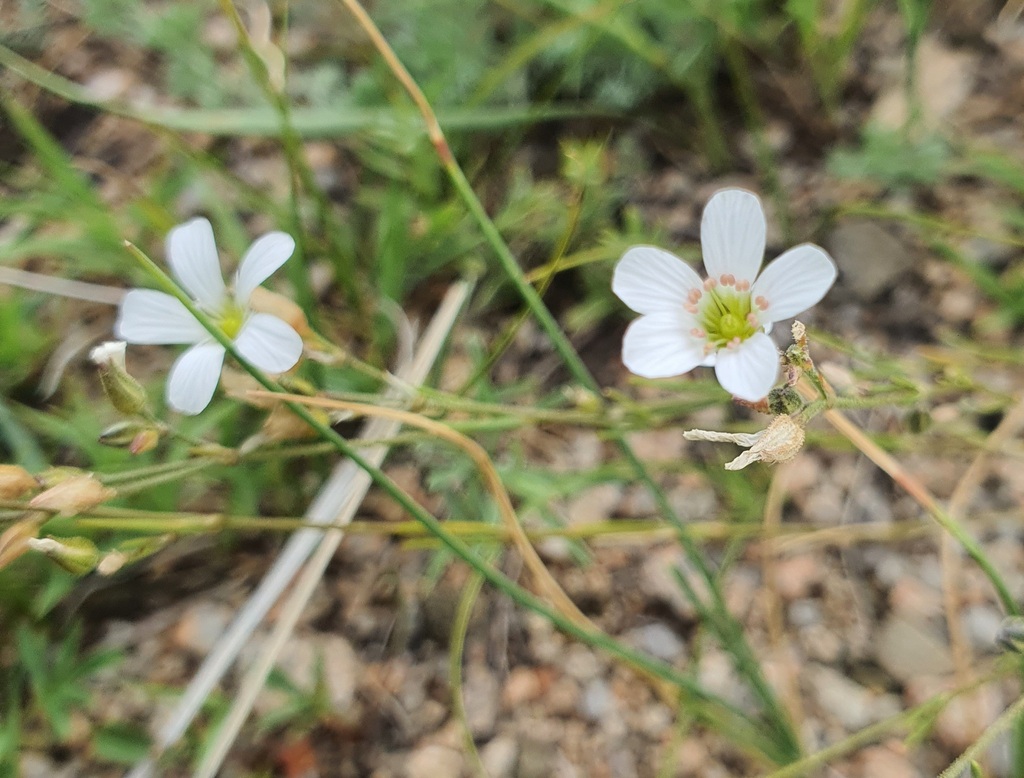 Eremogone capillaris; photograph (c) Urgamal Magsar, some rights reserved (CC BY)