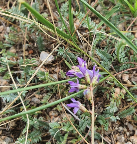 Veronica pinnata, photograph 4