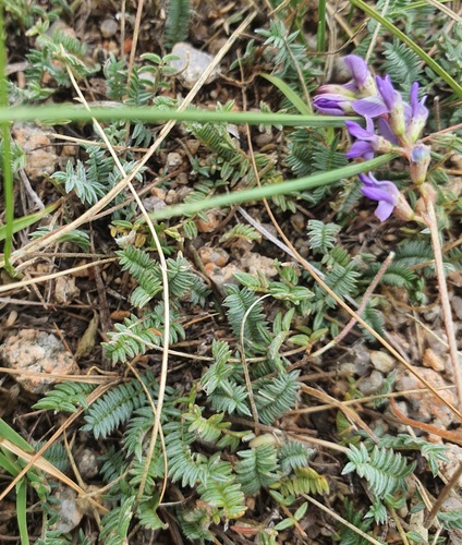Veronica pinnata, photograph 5