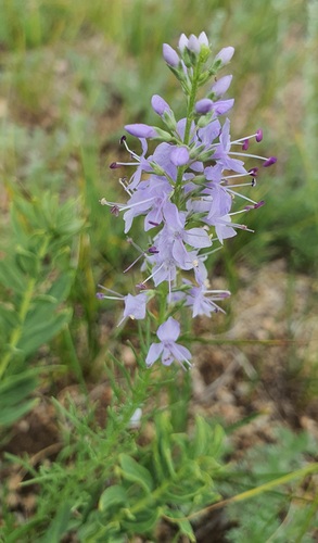 Veronica pinnata, photograph 2