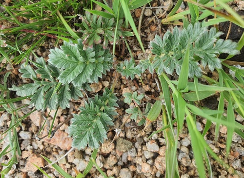 Potentilla sericea, photograph 4