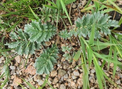 Potentilla sericea, photograph (c) Urgamal Magsar, some rights reserved (CC BY)