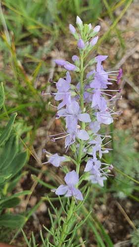 Veronica pinnata