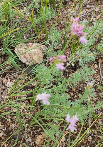 Allium bidentatum, photograph 2