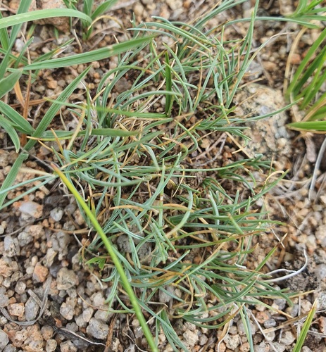 Allium bidentatum, photograph 3