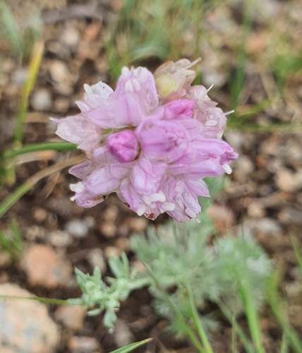 Allium bidentatum