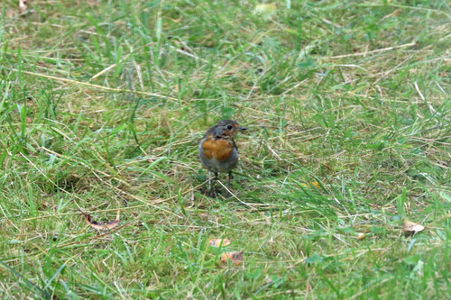 European Robin