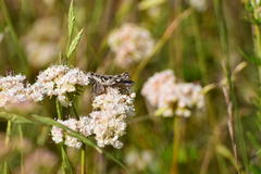 Aeoloplides fuscipes