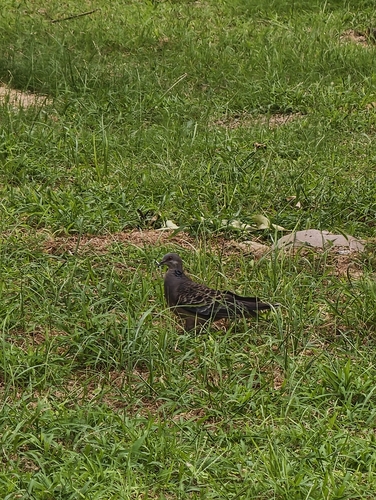 Oriental Turtle-Dove