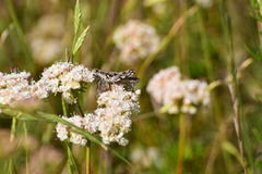 Aeoloplides fuscipes