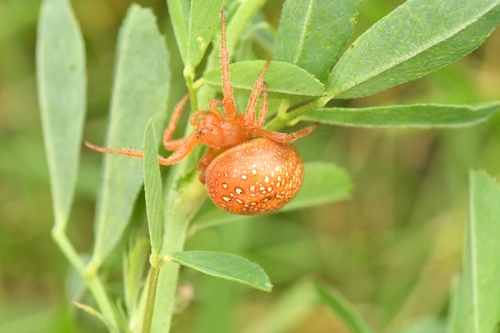 Strawberry Spider