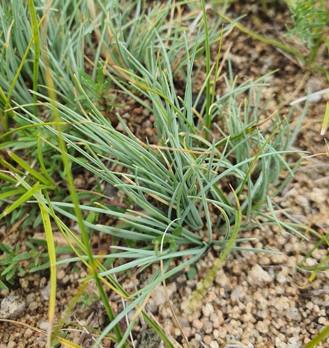 Festuca ovina