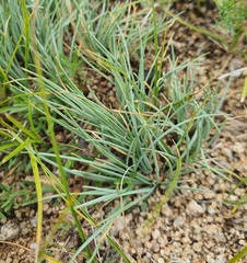 Festuca ovina