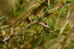 Aeoloplides fuscipes