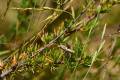 Aeoloplides fuscipes