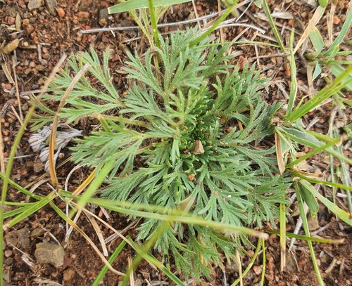 Chamaerhodos erecta, photograph 3