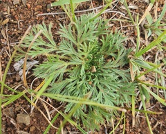 Chamaerhodos erecta, photograph (c) Urgamal Magsar, some rights reserved (CC BY)