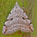 Aplocera plagiata - Photo (c) Tony Morris,  זכויות יוצרים חלקיות (CC BY-NC)