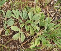 Potentilla acaulis, photograph (c) Urgamal Magsar, some rights reserved (CC BY)