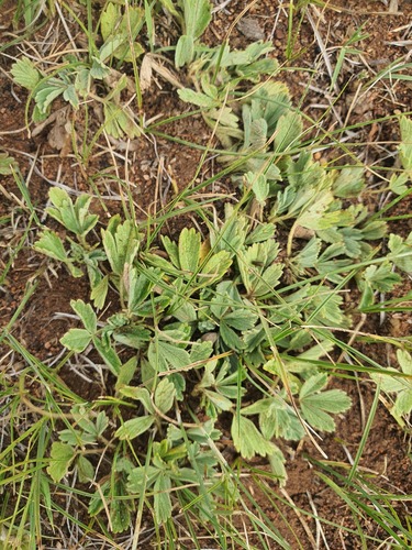 Potentilla acaulis, photograph 3