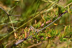 Aeoloplides fuscipes