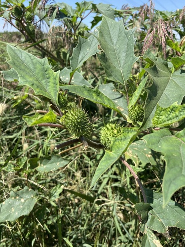 jimsonweed