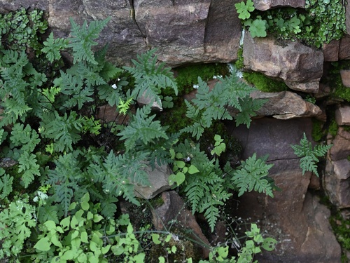Silver cloak fern