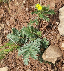 Potentilla sericea, photograph (c) Urgamal Magsar, some rights reserved (CC BY)