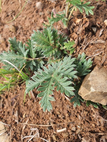 Potentilla sericea, photograph 3