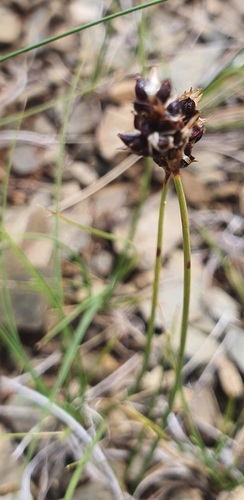 Carex duriuscula, photograph 3