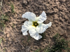 Mandevilla petraea