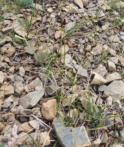 Carex duriuscula, photograph 4