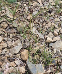 Carex duriuscula, photograph (c) Urgamal Magsar, some rights reserved (CC BY)