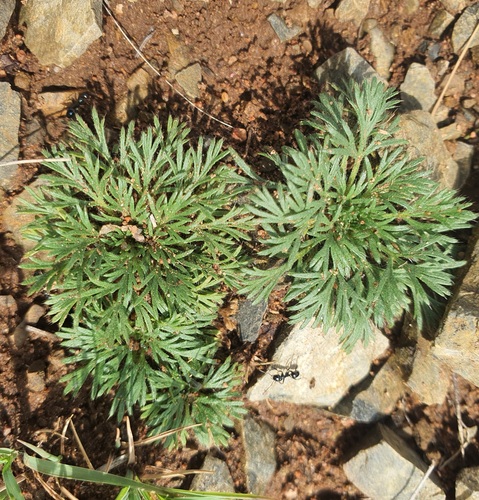 Chamaerhodos erecta, photograph 1