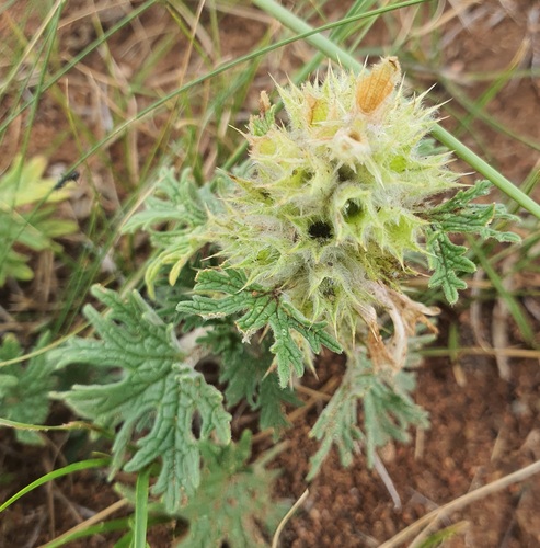 Panzerina lanata