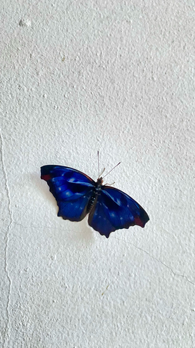 orsis bluewing