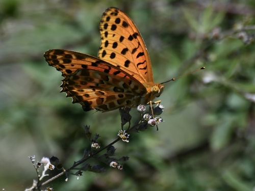 Tropical Fritillary