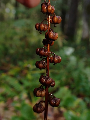 Pyrola minor, photograph 6
