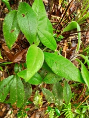 Ardisia villosa