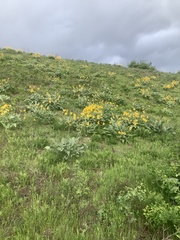 Balsamorhiza sagittata